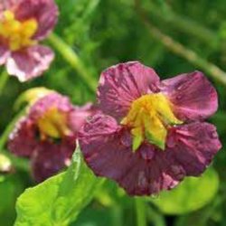 Tallerkensmkker <br>'Purple Emperor' <br><i>Tropaeolum majus </i>