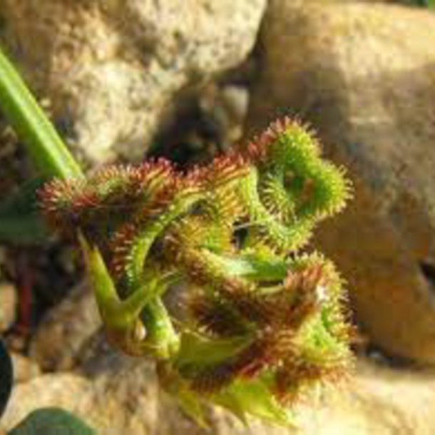 Skorpionsurt <br><i>Scorpiurus muricatus</i><br><br>