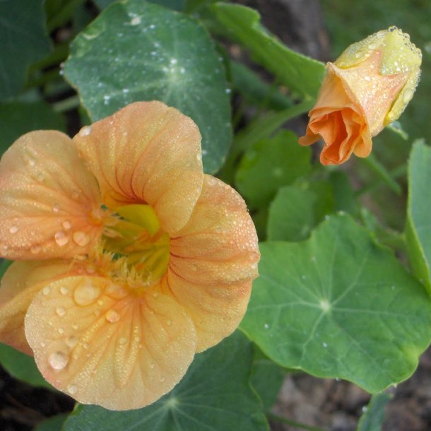Tallerkensmkker<br>'Tip Top Apricot'<br><i>Tropaeolum minor</i>