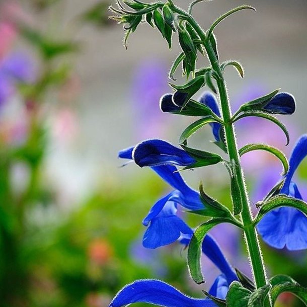 Salvie, Pryd- <br>'Blue Angel' <br><i>Salvia patens</i>