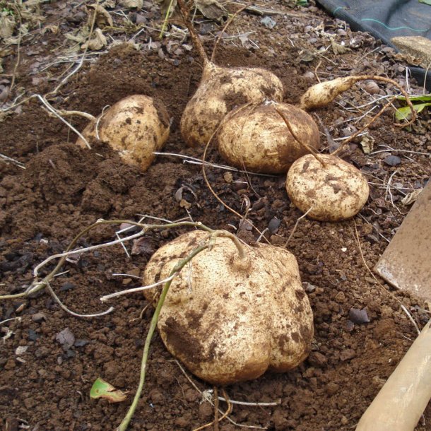 Jicama, <br>Mexikansk yamsbnne <br><i> Pachyrhizus erosus</i>