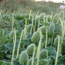 Agurk, <br>sel- <br><i>Ecballium elaterium</i>