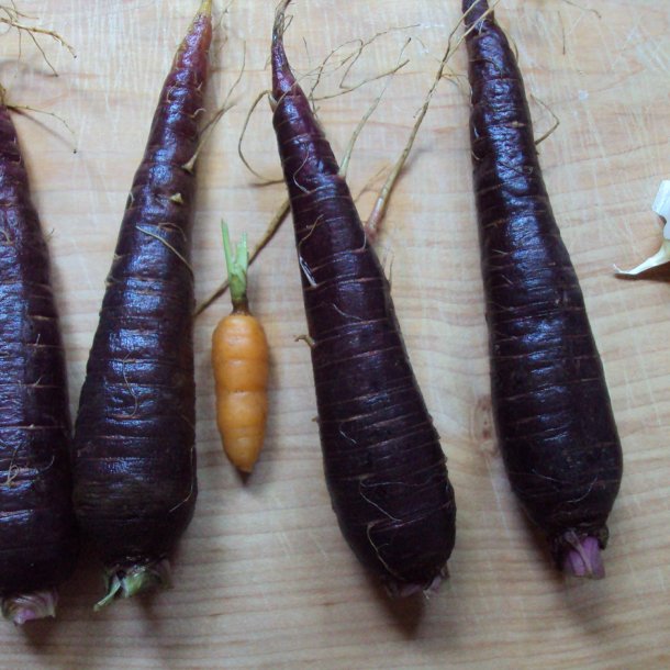 Gulerod <br>'Purple Sun' F1 <br><i>Daucus carota var. sativus</i>