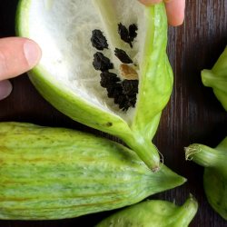 Caihua, <br>Achocha <br><i>Cyclanthera pedata</i>