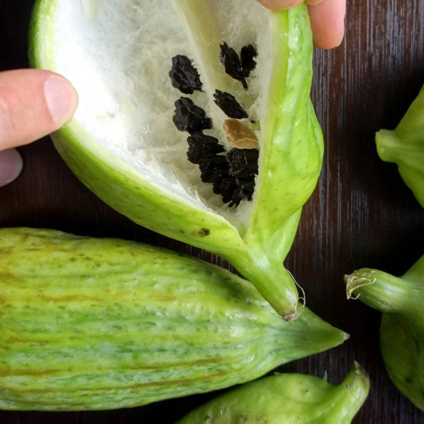 Caihua, <br>Achocha <br><i>Cyclanthera pedata</i>