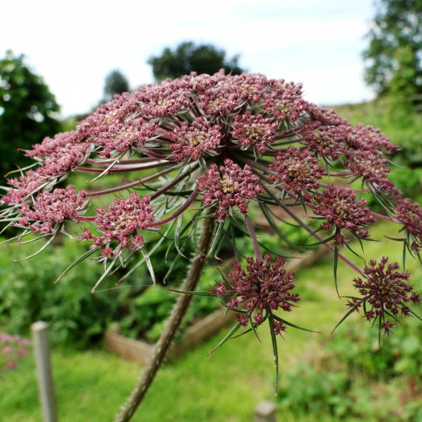Tandstikkerurt �Black Knight� <br><i>Ammi visnaga</i>