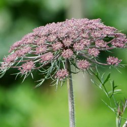 Tandstikkerurt �Black Knight� <br><i>Ammi visnaga</i>