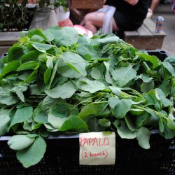 Papalo, <br>quillquina <br><i>Porophyllum ruderale</i>