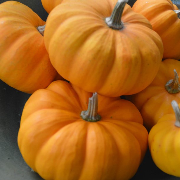 Grskar <br>'Jack Be Little' <br><i>Cucurbita pepo</i>