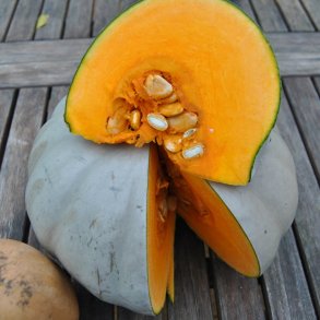 Grskar <br>'Crown Prince' F1 <br><i>Cucurbita maxima</i>