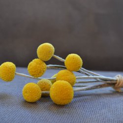 Drumsticks <br><i>Craspedia globosa</i><br><br>