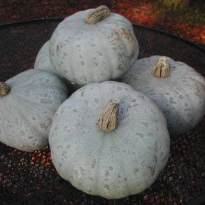 Grskar, Hokkaido- <br>'Blue Kuri' <br><i>Cucurbita maxima</i>