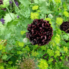 Valmue <br>'Black Paeony'<br><i>Papaver somniferum</i>