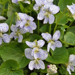 Viol, Pinse- <br>'Freckles' <br><i>Viola sororia </i>