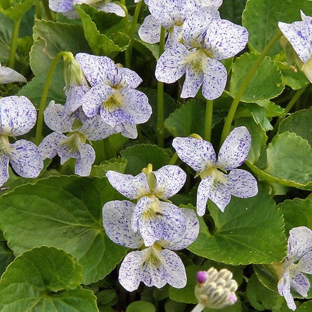 Viol, Pinse- <br>'Freckles' <br><i>Viola sororia </i>