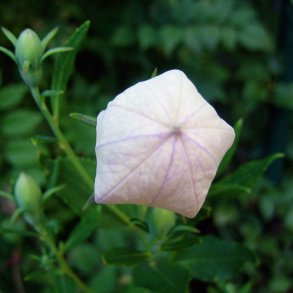 Ballonklokke <br>'Pink Shell' <br><i>Platycodon grandiflorus</i>