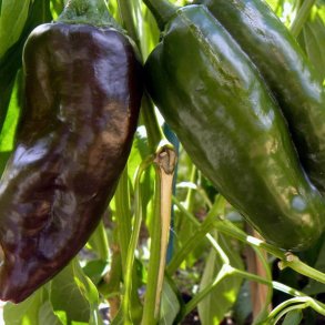 Peber <br>'Ancho'<br><i>Capsicum annuum</i>