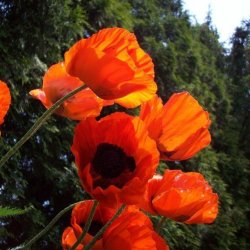 Valmue, Staude- <br>'Prince of Orange'<br><i>Papaver orientale </i>