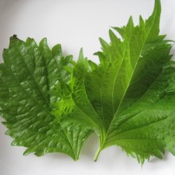 Perilla, Shiso <br>'Green' <br><i>Perilla frutescens</i>