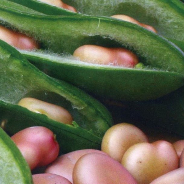 Valsk bnne, hestebnne<br>'Karmazyn'<br><i>Vicia faba </i>