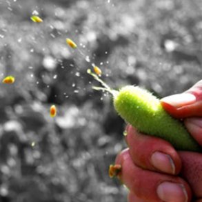 Agurk, <br>sel- <br><i>Ecballium elaterium</i>