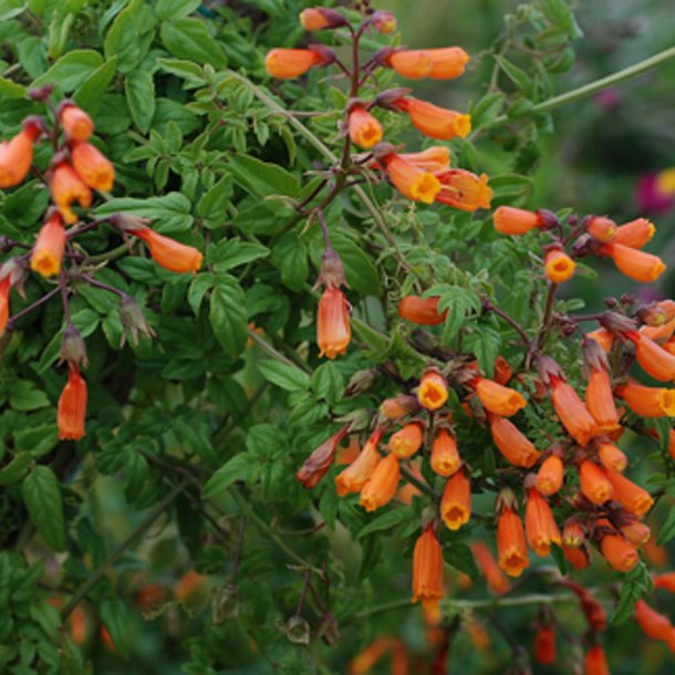 Sknhedsranke <br>'Tresco Mix'<br><i>Eccremocarpus scaber</i>