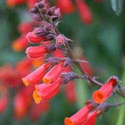 Sknhedsranke <br>'Tresco Mix'<br><i>Eccremocarpus scaber</i>