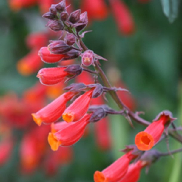 Sknhedsranke <br>'Tresco Mix'<br><i>Eccremocarpus scaber</i>