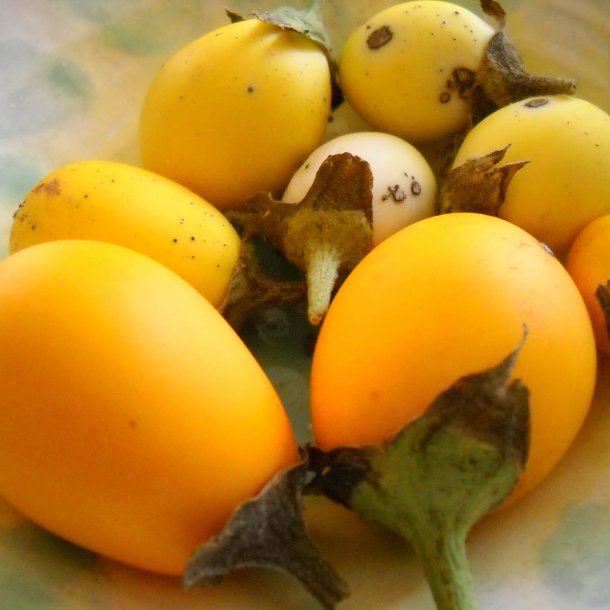 Aubergine <br>'Golden Eggs'<br><i>Solanum melongena</i>
