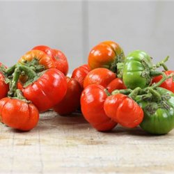 Aubergine <br>'Goyo Kumba'<br><i>Solanum integrifolium</i>