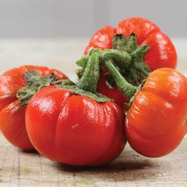 Aubergine <br>'Goyo Kumba'<br><i>Solanum integrifolium</i>