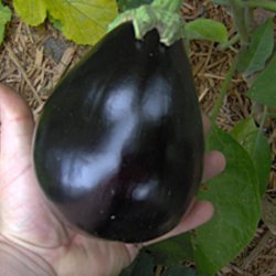 Aubergine <br>'Black Beauty' <br> <i>Solanum melongena</i>