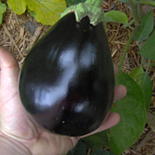 Aubergine <br>'Black Beauty' <br> <i>Solanum melongena</i>