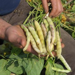 Bnne <br> 'Coco de Paimpol' <br><i>Phaseolus vulgaris L.</i>