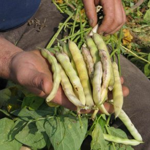 Bnne <br> 'Coco de Paimpol' <br><i>Phaseolus vulgaris L.</i>