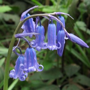 Blue Bell, Klokkeskilla <br><i>Hyacinthoides non-scripta </i>