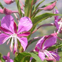 Gederams <br><i>Chamaenerium angustifolium</i>  