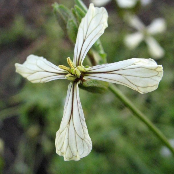 Rucola <br><i>Eruca sativa</i><br><br>