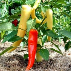 Peber <br>'Sweet Banana'<br><i>Capsicum annuum</i>