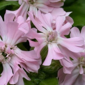 Limurt <br>'Peach Blossum' <br><i>Silene pendula</i>