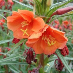 Natlys �Sunset Boulevard� <br><i>Oenothera versicolor</i>
