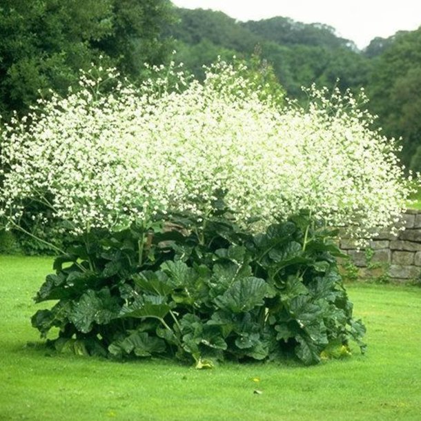 Kmpeslr <br><i>Crambe cordifolia </i><br><br>