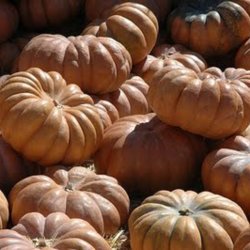 Grskar <br>'Musquee de Provence' <br><i>Curcubita moschata</i>