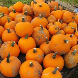Grskar, Halloween- <br>'Connecticut Field' <br><i>Cucurbita pepo</i>