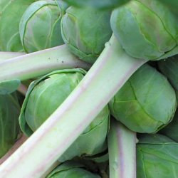 Rosenkl <br>'Jade Cross E' F1  <br><i>Brassica oleracea var. gemnifera</i>