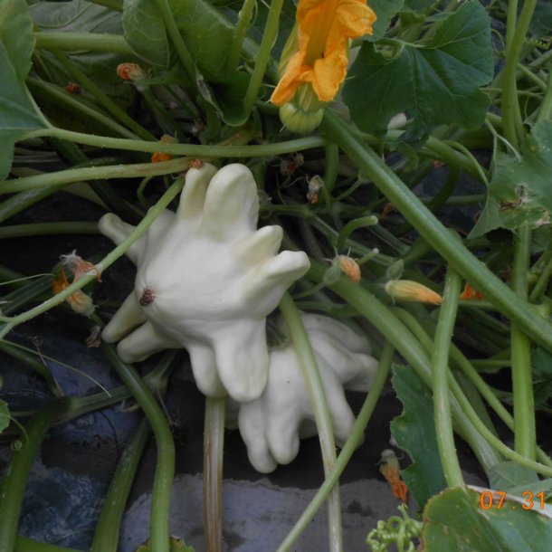 Courgette, squash, zucchini<br>'Yugoslavian Finger'<br><i>Cucurbita pepo</i>