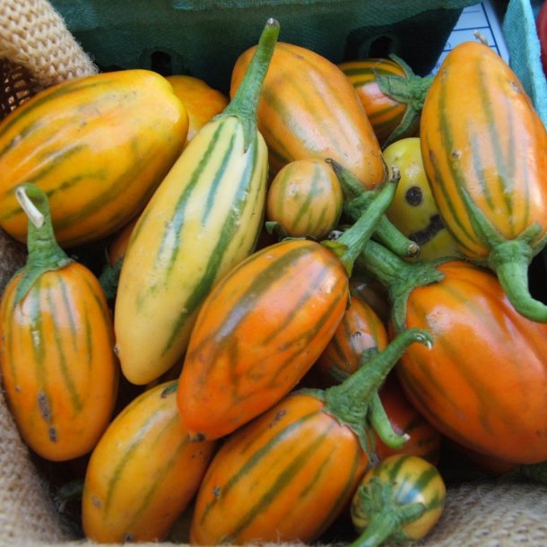 Aubergine, gilonatskygge <br>'Striped Toga' <br><i>Solanum aethiopicum</i>