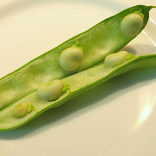 Valsk bnne, hestebnne<br>'Stereo'<br><i>Vicia faba </i>