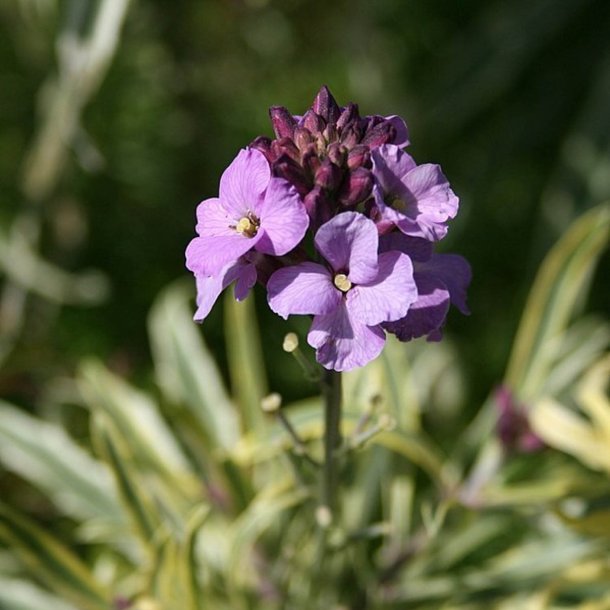 Gyldenlak, Staude- <br>'Little Kiss Lilac' <br><i>Erysimum linifolium</i>
