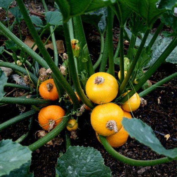 Courgette, squash, zucchini<br>'One Ball' F1 <br><i>Cucurbita pepo</i>